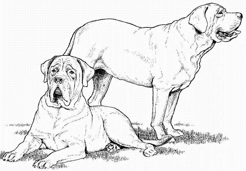 coloriage couple de mastiff